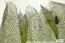 Attēlu rezultāti vaicājumam “Lophozia”