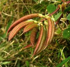Attēlu rezultāti vaicājumam “Astragalus glycyphyllos fruit”