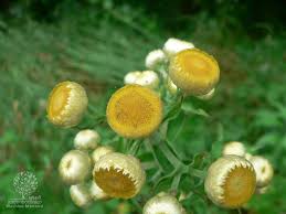 Image result for Helichrysum foetidum