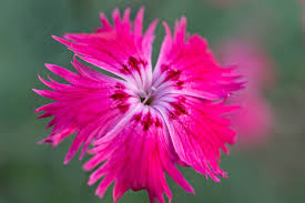 Image result for Dianthus gratianopolitanus