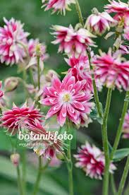 Image result for Aquilegia vulgaris `Nora Barlow`