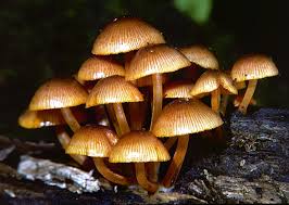 Attēlu rezultāti vaicājumam “Mycena viscosa”