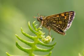 Attēlu rezultāti vaicājumam “Carterocephalus palaemon underside”