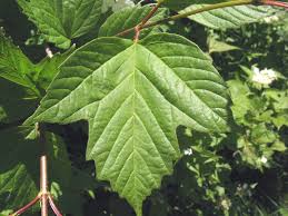 Attēlu rezultāti vaicājumam “Viburnum opulus bud”