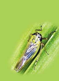 Attēlu rezultāti vaicājumam “Macrosteles sp. nymph”