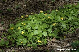 Attēlu rezultāti vaicājumam “Seligeria donniana sporophyte”