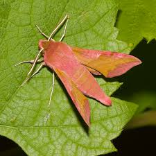 Attēlu rezultāti vaicājumam “Deilephila porcellus”