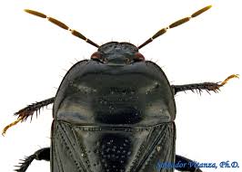 Attēlu rezultāti vaicājumam “Cydnidae”