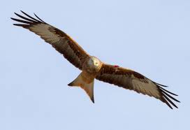 Image result for Kite Club of Scotland