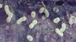 Attēlu rezultāti vaicājumam “Physarum auriscalpium”