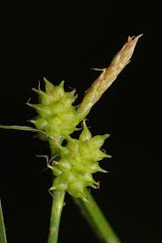 Attēlu rezultāti vaicājumam “Carex viridula”