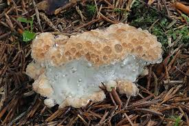 Attēlu rezultāti vaicājumam “Postia guttulata”