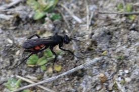 Attēlu rezultāti vaicājumam “Anoplius viaticus”