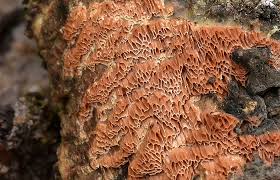 Attēlu rezultāti vaicājumam “Ceriporiopsis resinascens”