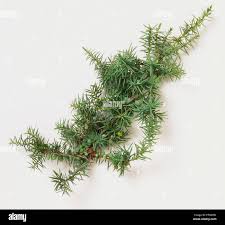 Attēlu rezultāti vaicājumam “Juniperus communis leaf”