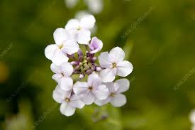 Attēlu rezultāti vaicājumam “Hesperis matronalis”