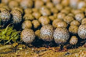 Attēlu rezultāti vaicājumam “Cribraria argillacea stalked”