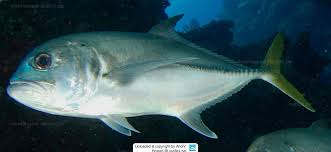 Image result for Caranx hippos