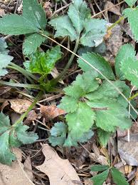 Attēlu rezultāti vaicājumam “Sanicula europaea leaf”