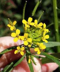 Attēlu rezultāti vaicājumam “Erysimum cheiranthoides leaf”