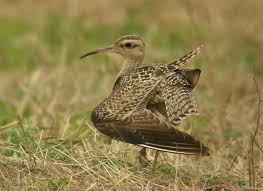 Image result for Numenius minutus