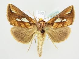 Attēlu rezultāti vaicājumam “Plusia festucae”