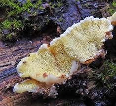 Attēlu rezultāti vaicājumam “Flaviporus citrinellus”