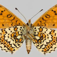 Attēlu rezultāti vaicājumam “Melitaea cinxia underside”