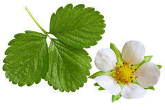 Attēlu rezultāti vaicājumam “Fragaria x ananassa”