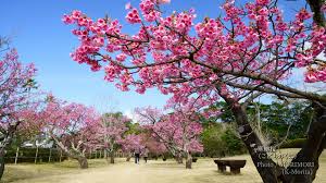 Image result for 緋寒桜