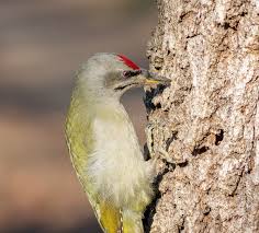 Attēlu rezultāti vaicājumam “Picus canus”