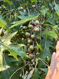 Attēlu rezultāti vaicājumam “Quercus rubra fruit”