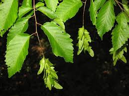 Attēlu rezultāti vaicājumam “Carpinus caroliniana female flower”