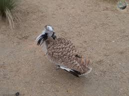 Image result for Chlamydotis macqueenii