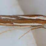 Attēlu rezultāti vaicājumam “Catoptria fulgidella”