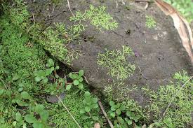 Attēlu rezultāti vaicājumam “Riccia canaliculata”