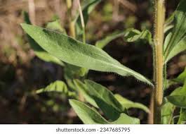 Attēlu rezultāti vaicājumam “Erigeron acris”