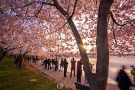 Image result for "cherry blossom" washington