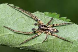 Attēlu rezultāti vaicājumam “Anyphaena accentuata”