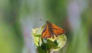 Attēlu rezultāti vaicājumam “Ochlodes sylvanus male”