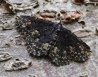 Attēlu rezultāti vaicājumam “Parascotia fuliginaria”