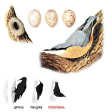 Attēlu rezultāti vaicājumam “Sitta europaea nest”