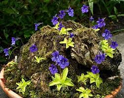 Attēlu rezultāti vaicājumam “Pinguicula vulgaris”