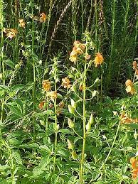 Image result for Alonsoa linearis