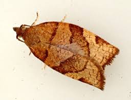 Attēlu rezultāti vaicājumam “Pandemis cerasana”