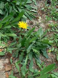 Attēlu rezultāti vaicājumam “Leontodon hispidus leaf”