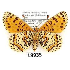 Attēlu rezultāti vaicājumam “Melitaea didyma”