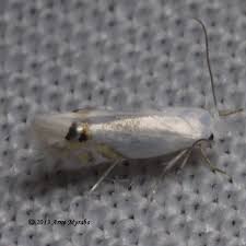 Attēlu rezultāti vaicājumam “Lyonetiidae”