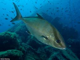 Image result for Seriola rivoliana