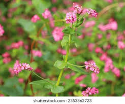 Attēlu rezultāti vaicājumam “Fagopyrum esculentum”